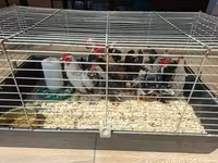Bantam Holandês — foto 3