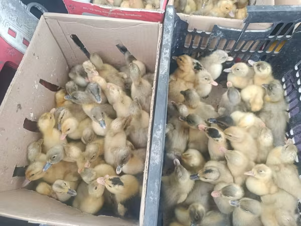 Ducks