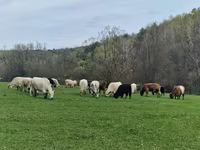 Vache, Vache galloise — photo 2