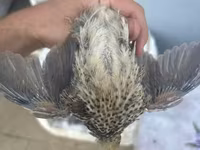 Quails — Foto 1