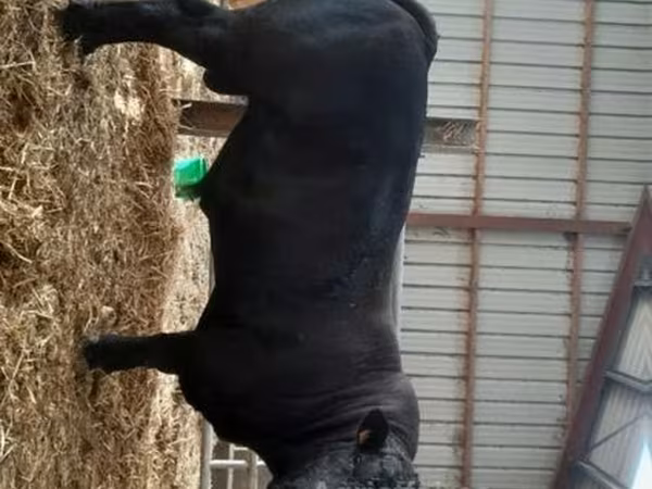 Taureau, Race de vache