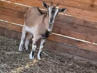 Goat, West African dwarf goats — photo 4