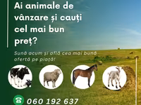 母牛, African Buffalo — 照片 2