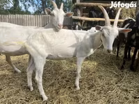 Bode, Saanen goat — foto 8