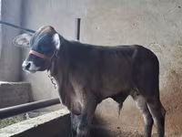 Bulle, Brahman — Foto 4