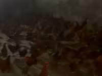 Chickens — Foto 2
