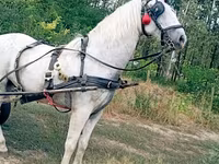 Caballo, Caballos — foto 1