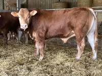 Taureau, Vache limousine — photo 2