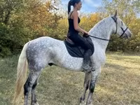 Cheval, Andalusian horse — photo 3