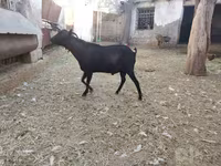 Koza, Murcia-Granada goats — zdjęcie 3
