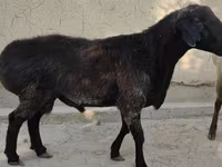 公羊, Sheep — 照片 4