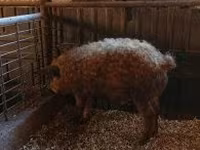 Boar, Мангалица — photo 2
