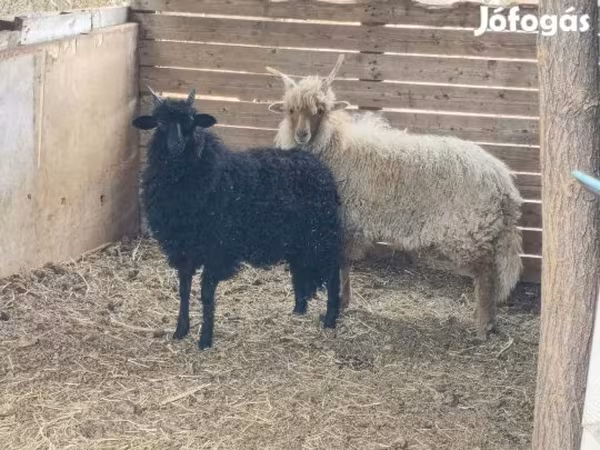 Bélier, Moutons