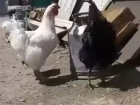 Leghorn — Foto 3