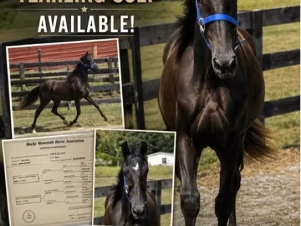 Cheval, Rocky Mountain Horse