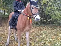 Caballo, Haflinger — foto 2
