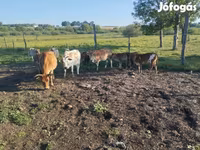 Bulle, Zebu — Foto 6