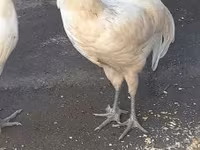 澳洲黑 — 照片 3