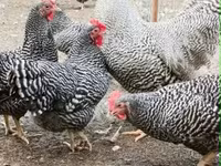 Chickens — 写真 3