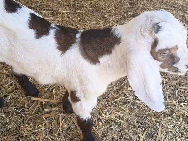बकरा, Nubian Goat
