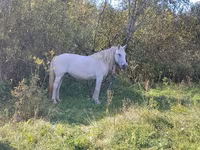 Chevaux (lot, sexe non indiqué), Soviet Heavy draft — photo 8