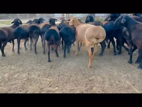 Carnero, Ovejas