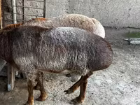 Moutons (lot, sexe non indiqué), Moutons — photo 4