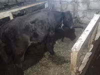 Bulle, Aberdeen-Angus — Foto 4