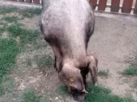 Boar, Дюрок — photo 2