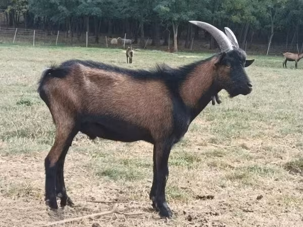 Козел, Alpine goat
