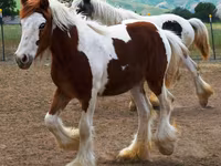 Stute, Gypsy horse — Foto 2