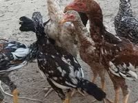 Chickens — photo 8