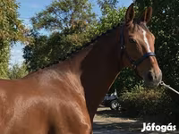 Mare, Hanoverian — photo 4