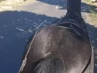 母马, Hungarian horse breed — 照片 3