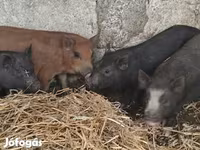 Boar, Вьетнамская вислобрюхая — photo 4
