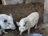 Boar — photo 3