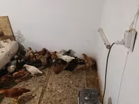 Gallina checa dorada veteada — foto 4
