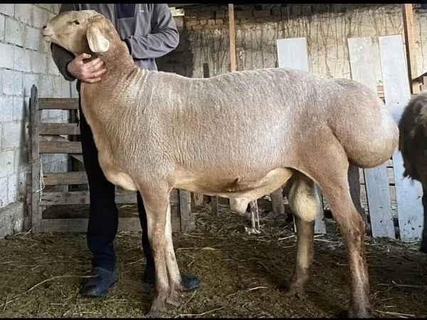 Widder, Hissar sheep