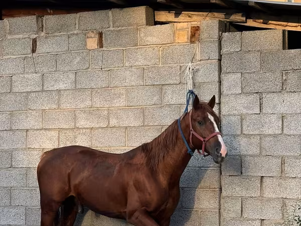 Horse (M), Friesian sport horse