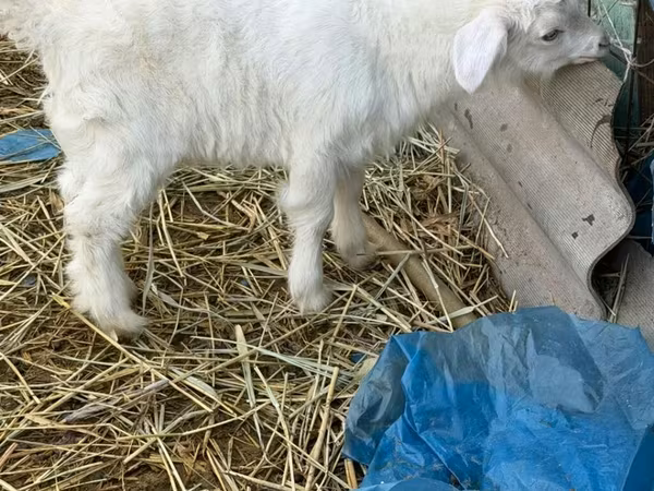 बकरा, Saanen goat