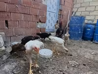 Chickens — Foto 5