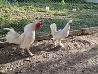 Chickens — zdjęcie 5