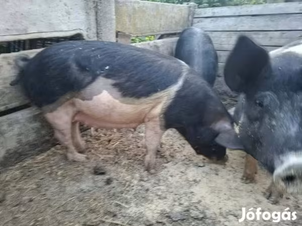 Säue, Schweine