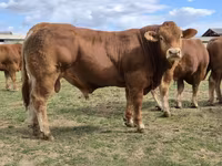 Taureau, Vache limousine — photo 3