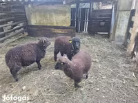 Oveja, Southdown sheep — foto 2