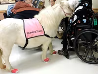 فرس, Miniature horse — الصورة 6