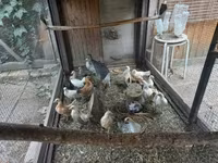 ダッチ バンタム — 写真 2