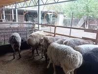 نعجة, Rhon sheep — الصورة 4