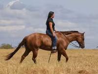 Kůň, Quarter Horse — foto 2
