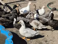 Ducks — 照片 1